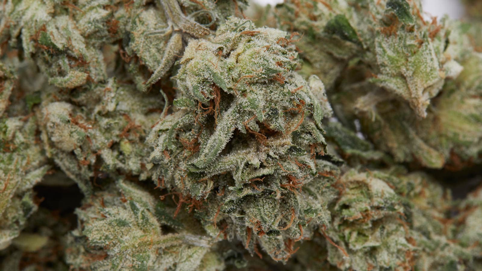 Entdecke die besten CBD Blüten zum unschlagbaren Preis