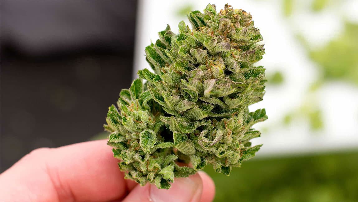 Die besten Genetiken direkt bestellen – Weed Samen kaufen für Experten