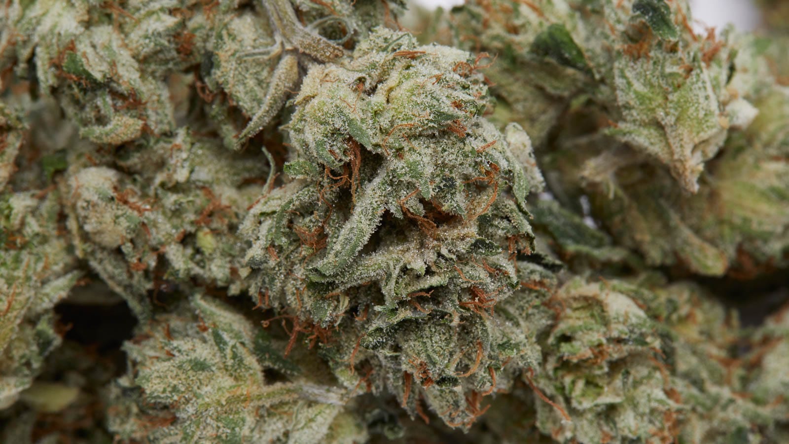 Entdecke die besten CBD Blüten zum unschlagbaren Preis