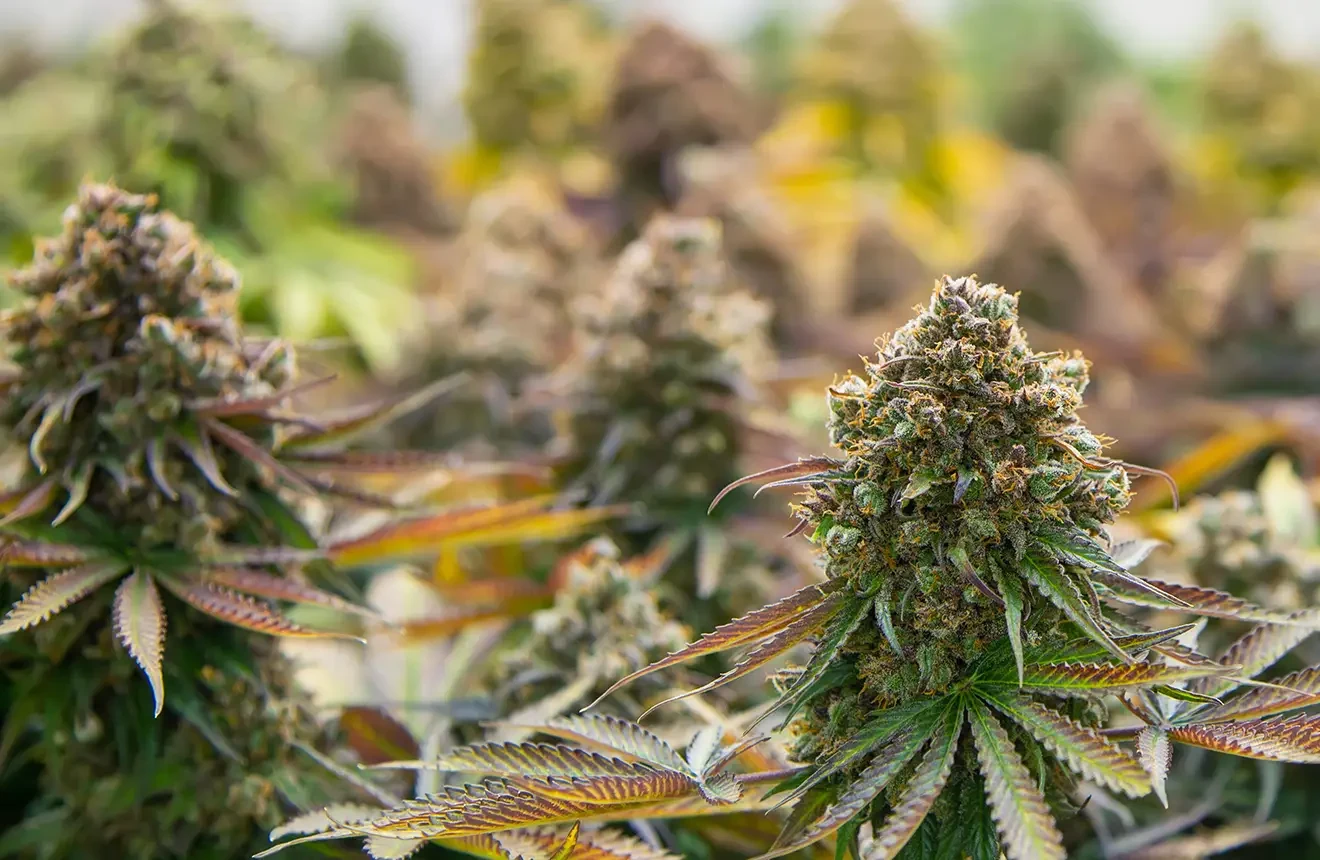 Die besten Genetiken direkt bestellen – Weed Samen kaufen für Experten
