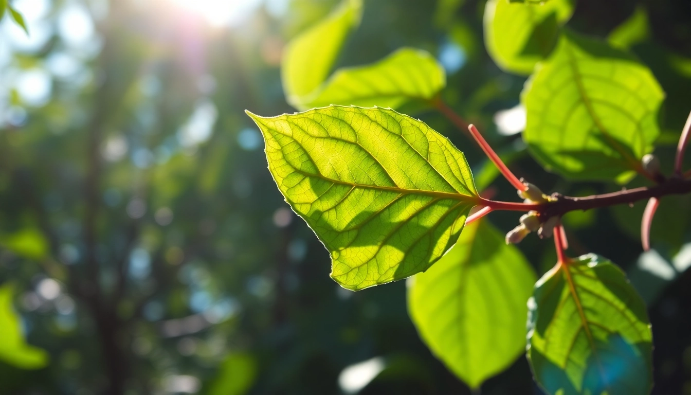 Entdecken Sie die Frische und Qualität von Kratom-Blättern bei https://www.kratombird.de - Natur pur für Ihre Bedürfnisse.